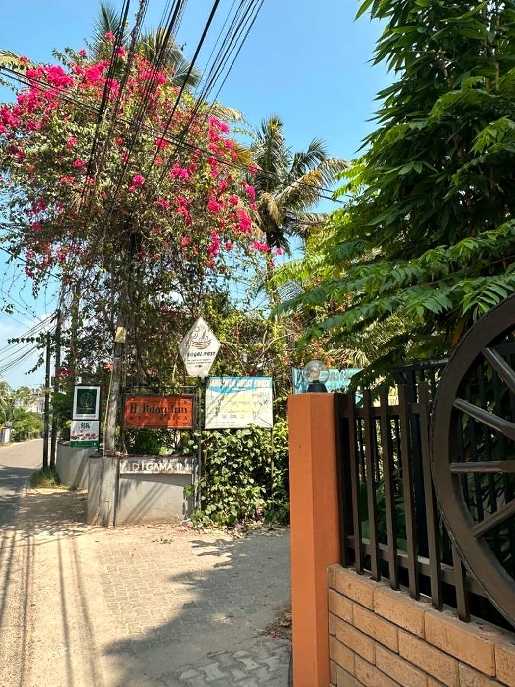 A garden path with a flowering tree